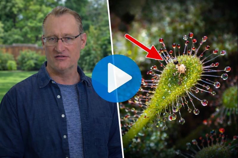 Hearing Loss Brain Connection